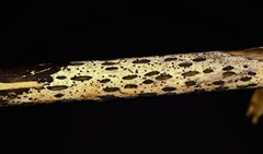 Hypoderma