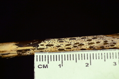 Hypoderma