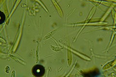 Hypoderma