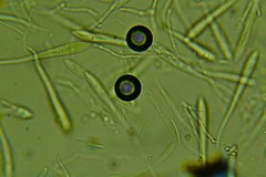 Hypoderma