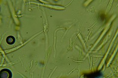 Hypoderma