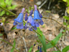 Penstemon wilcoxii