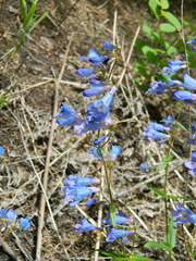 Penstemon wilcoxii