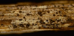 Trichopeziza mollissima