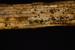 Trichopeziza mollissima