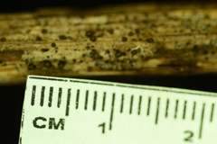 Trichopeziza mollissima