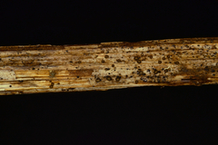 Trichopeziza mollissima