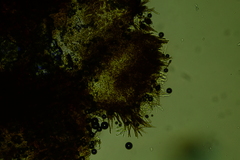 Trichopeziza mollissima