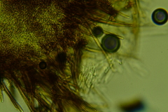 Trichopeziza mollissima