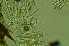 Trichopeziza mollissima