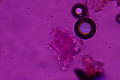 Trichopeziza mollissima