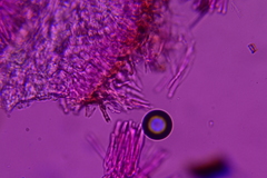 Trichopeziza mollissima