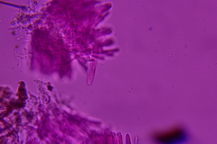 Trichopeziza mollissima
