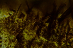 Trichopeziza mollissima