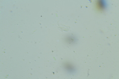 Trichopeziza mollissima