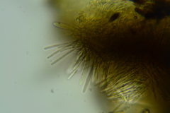 Trichopeziza mollissima
