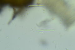 Trichopeziza mollissima