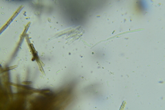 Trichopeziza mollissima