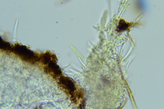 Trichopeziza mollissima