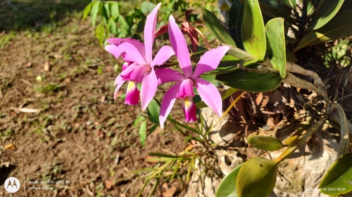 Violet Cattleya (Cattleya violacea)