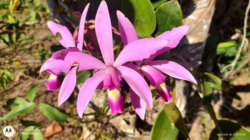 Cattleya violacea, photograph 5