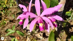 Cattleya violacea, photograph (c) Enrique Salazar, some rights reserved (CC BY)