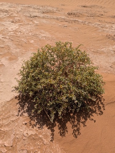 Tetraena gaetula
