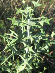 Colletia paradoxa
