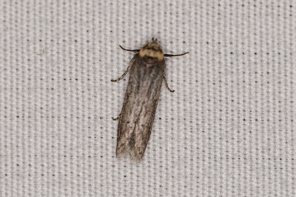 Asaphocrita aphidiella