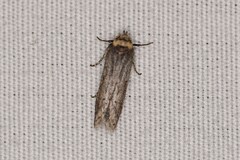 Asaphocrita aphidiella