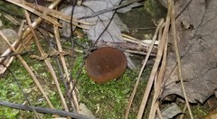 Phylloscypha labessiana