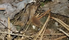 Phylloscypha labessiana