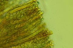 Phylloscypha labessiana