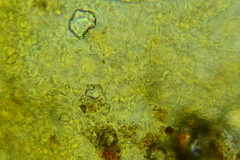 Phylloscypha labessiana