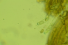 Phylloscypha labessiana