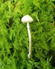 Cystolepiota seminuda