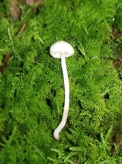 Cystolepiota seminuda