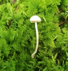 Cystolepiota seminuda