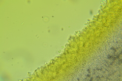 Cystolepiota seminuda