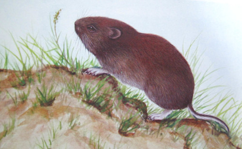Grey Red-backed Vole