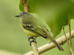 Myiopagis gaimardii