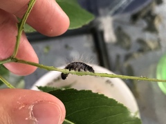 Aleiodes malacosomatos