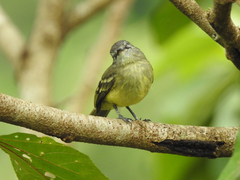 Myiopagis gaimardii
