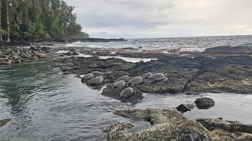 Chelonia mydas observed 2026-03-23