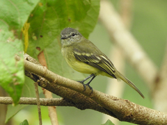 Myiopagis gaimardii