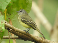 Myiopagis gaimardii