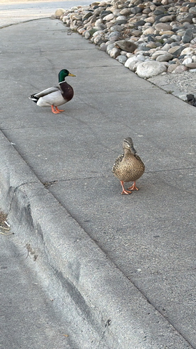 iNaturalist observation 2026-03-23