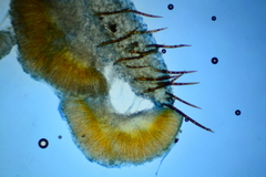 Scutellinia umbrorum
