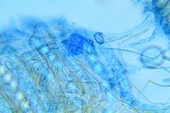 Scutellinia umbrorum