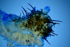 Scutellinia umbrorum